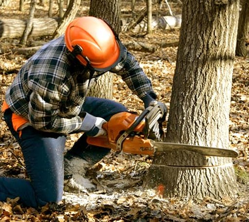 Tree Removal in Bagwell, TX